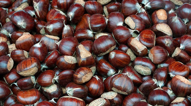 images/1669105610312chestnut sorter.jpg